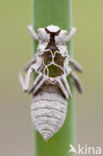 Platbuik (Libellula depressa)