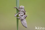 Platbuik (Libellula depressa)