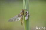 Platbuik (Libellula depressa)