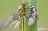 Platbuik (Libellula depressa)