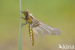 Platbuik (Libellula depressa)