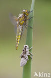 Platbuik (Libellula depressa)