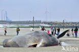 Potvis (Physeter macrocephalus) 