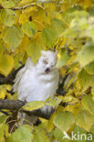 Long-eared Owl (Asio otus)