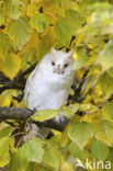 Long-eared Owl (Asio otus)