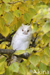 Long-eared Owl (Asio otus)