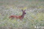 Roe Deer (Capreolus capreolus)