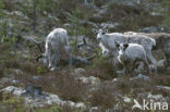 Reindeer (Rangifer tarandus tarandus)