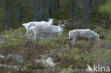 Reindeer (Rangifer tarandus tarandus)