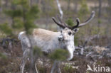 Reindeer (Rangifer tarandus tarandus)