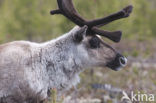 Rendier (Rangifer tarandus tarandus)