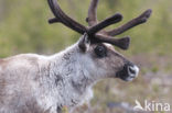 Reindeer (Rangifer tarandus tarandus)