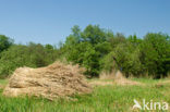 Common Reed (Phragmites australis)