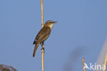 Rietzanger (Acrocephalus schoenobaenus)