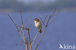 Sedge Warbler (Acrocephalus schoenobaenus)