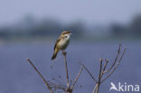 Sedge Warbler (Acrocephalus schoenobaenus)