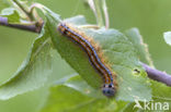 The Lackey (Malacosoma neustria)