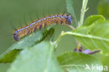 The Lackey (Malacosoma neustria)