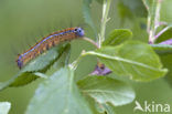 The Lackey (Malacosoma neustria)