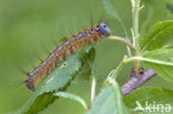 The Lackey (Malacosoma neustria)