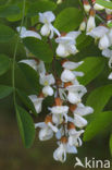 Locust Tree (Robinia pseudoacacia)