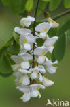 Locust Tree (Robinia pseudoacacia)