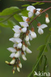 Locust Tree (Robinia pseudoacacia)
