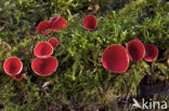 Rode kelkzwam (Sarcoscypha coccinea)