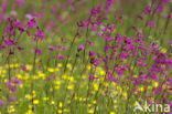 Rode pekanjer (Lychnis viscaria)