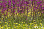 Rode pekanjer (Lychnis viscaria)