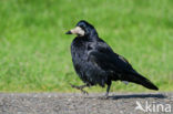 Rook (Corvus frugilegus)