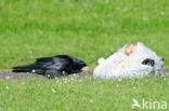 Rook (Corvus frugilegus)