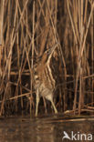 Bittern (Botaurus stellaris)