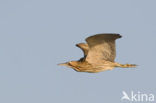 Bittern (Botaurus stellaris)