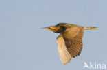 Bittern (Botaurus stellaris)