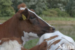 red-and-white Cow (Bos domesticus)