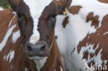 red-and-white Cow (Bos domesticus)