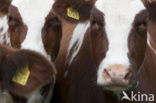 red-and-white Cow (Bos domesticus)