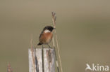 Stonechat (Saxicola rubicola)