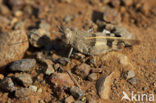 Red-winged Grasshopper (Oedipoda germanica)