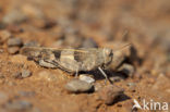 Roodvleugelsprinkhaan (Oedipoda germanica)