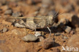 Roodvleugelsprinkhaan (Oedipoda germanica)