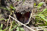 Camberwell Beauty (Nymphalis antiopa)