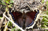 Camberwell Beauty (Nymphalis antiopa)