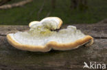 Ruig elfenbankje (Trametes hirsuta)