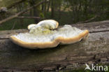 Ruig elfenbankje (Trametes hirsuta)