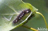 White Satin Moth (Leucoma salicis)