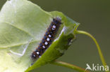 White Satin Moth (Leucoma salicis)