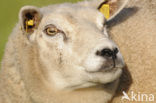 Schaap (Ovis spec.)