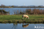 Schaap (Ovis domesticus)